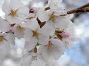 hoopsii_img08.jpg