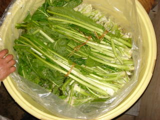野沢菜