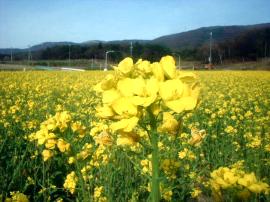 春の花