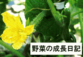 野菜の成長日記