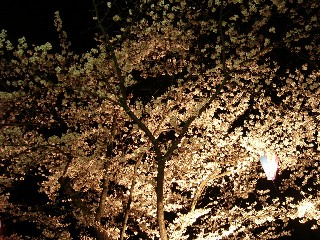 夜桜ライトアップ