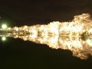 夜桜が映える