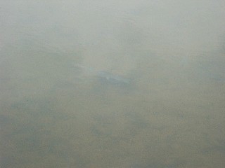魚影