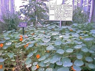 池田の風景