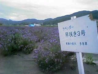 池田の風景