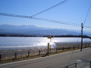 伊那みはらしいちご園 ハウス