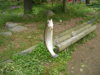 釣れた