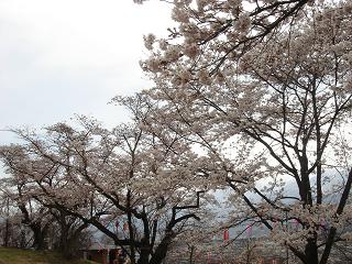 ほぷしぃ_桜_大町公園１