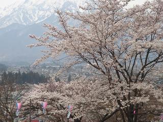 ほぷしぃ_桜_大町公園３