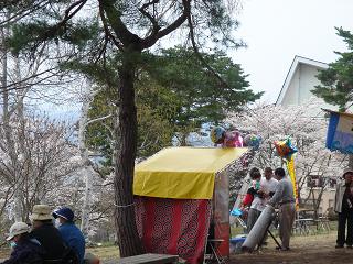 ほぷしぃ_桜_大町公園４