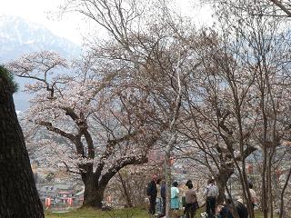 ほぷしぃ_桜_大町公園５