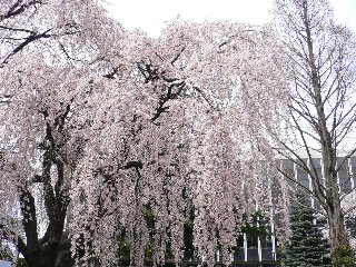 ほぷしぃ_桜_塩尻市役所１