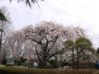 ほぷしぃ_桜_塩尻市役所２