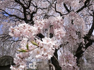 ほぷしぃ_桜_塩尻市役所３