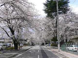 ほぷしぃ_桜_塩尻市役所４