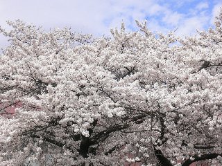 ほぷしぃ_桜_塩尻市役所６