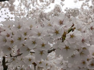 ほぷしぃ_桜_塩尻市役所７