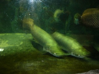 水族館