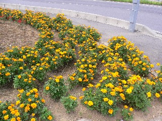 常田新橋の花壇